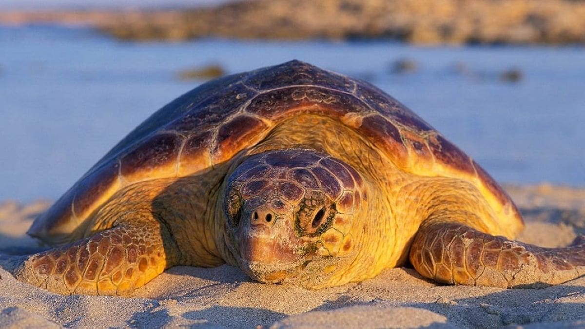 caretta-caretta-xelona